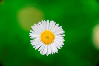 WIN $100 WORTH OF FLOWERS, JUST BECAUSE