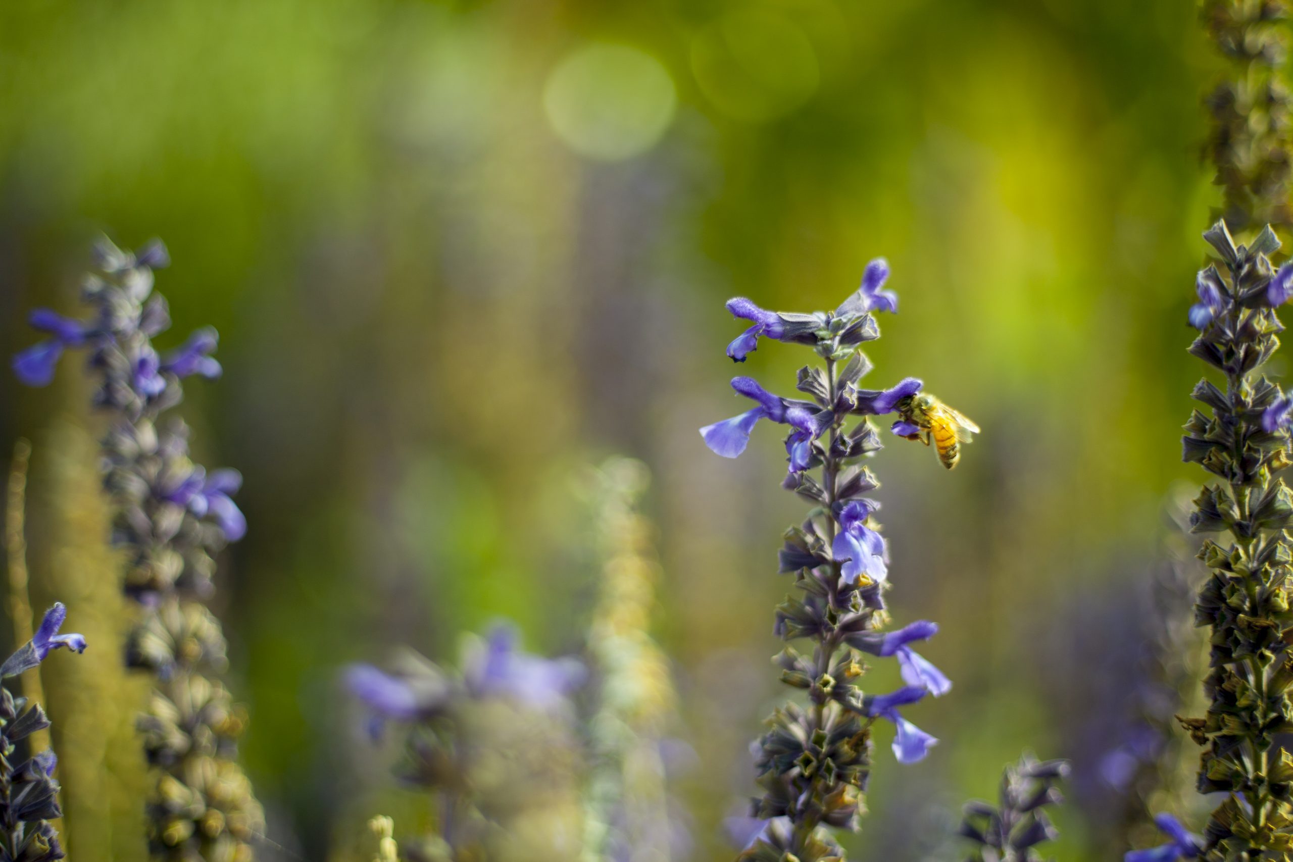 Centennial Park Premium Burial Options in Adelaide 