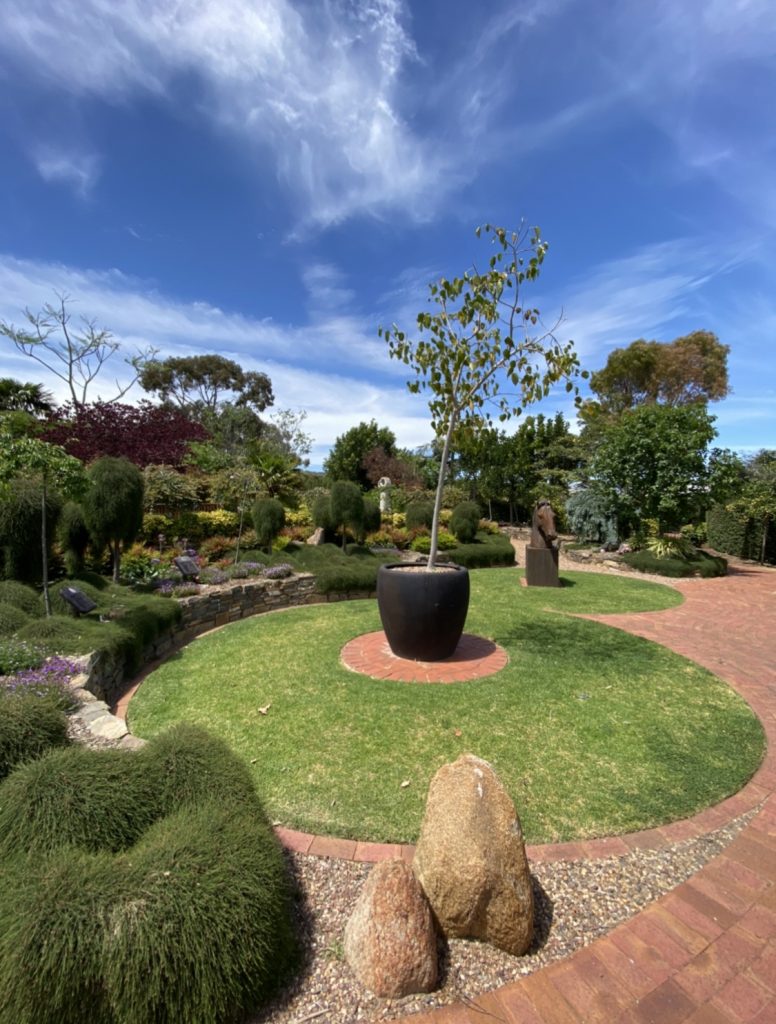 Bodhi Tree - Springbank West
