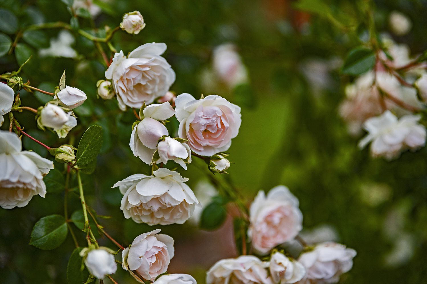 Pink roses on a background of greenery