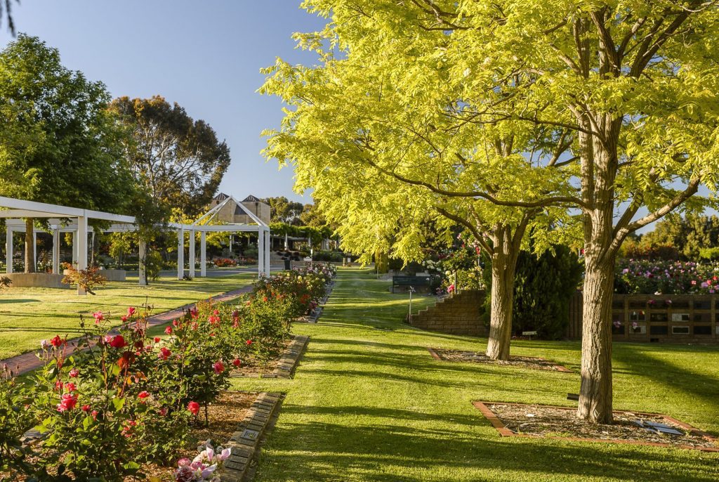 Centennial Park Trees in Charles Newman Gardens opposite a rose bed and arbor for garden services